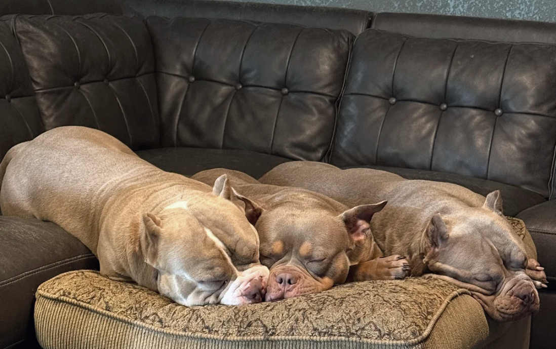 Three Lowbrow Bullies resting together on the couch