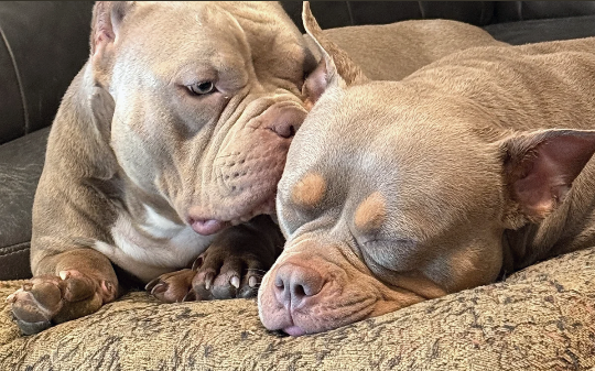 Two Lowbrow Bullies resting together