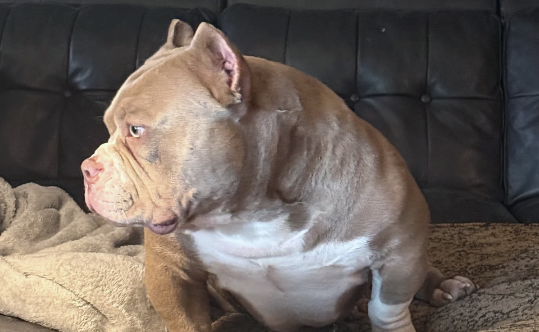 Lowbrow Bully sitting indoors