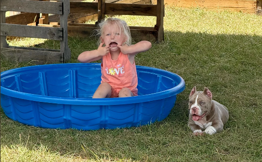 Lowbrow Bully relaxing beside family outdoors